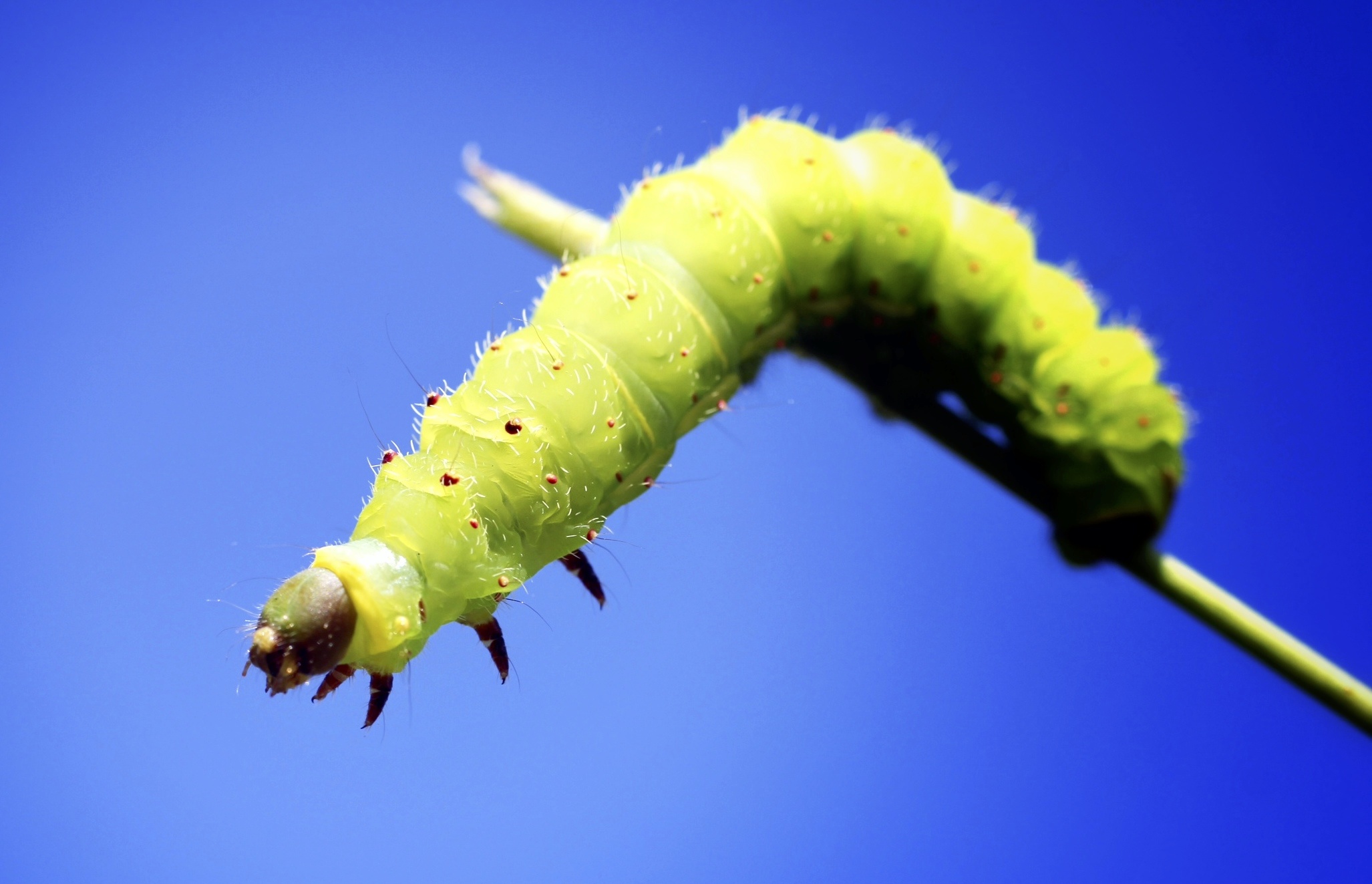 sunny caterpillar