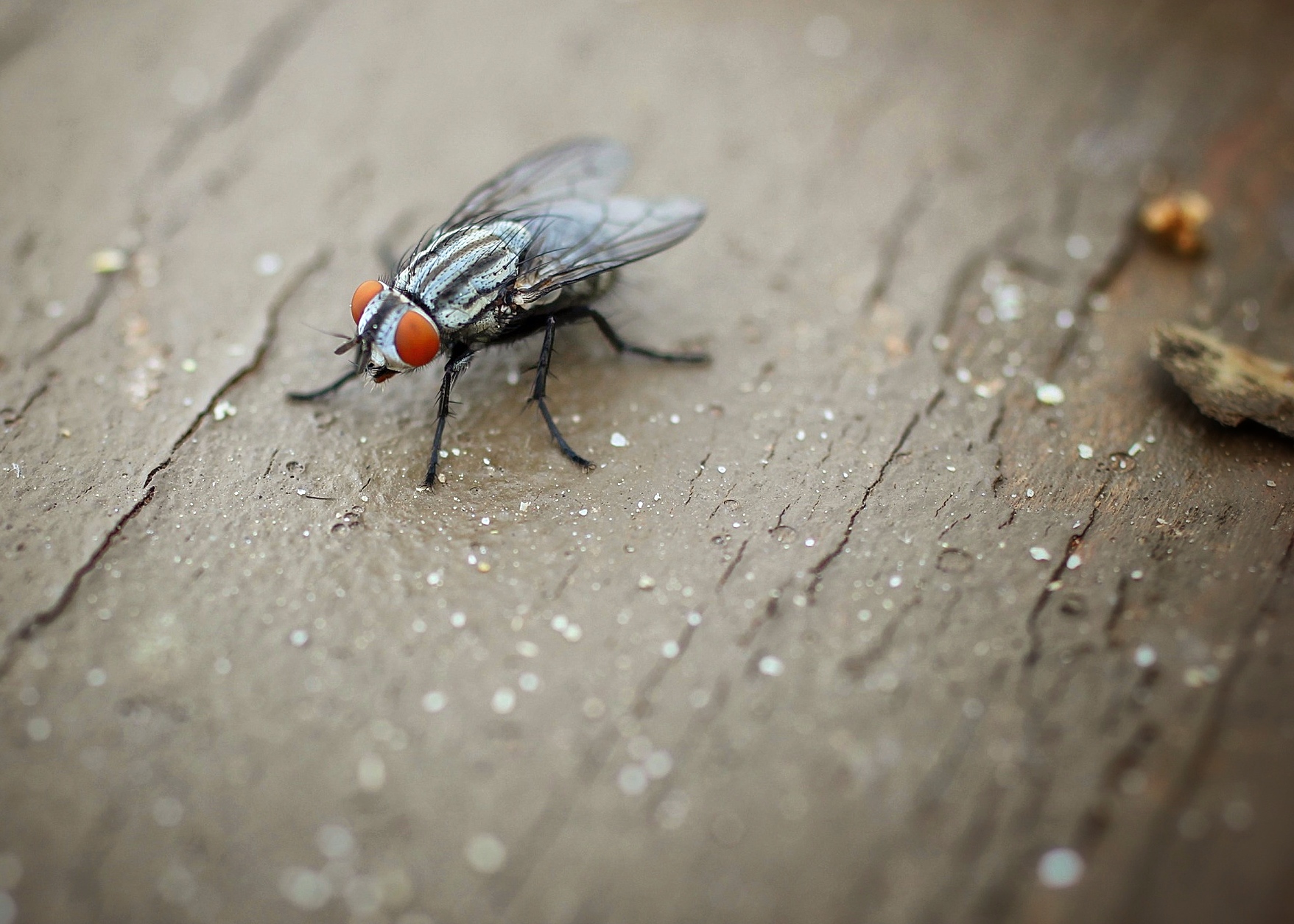 fly