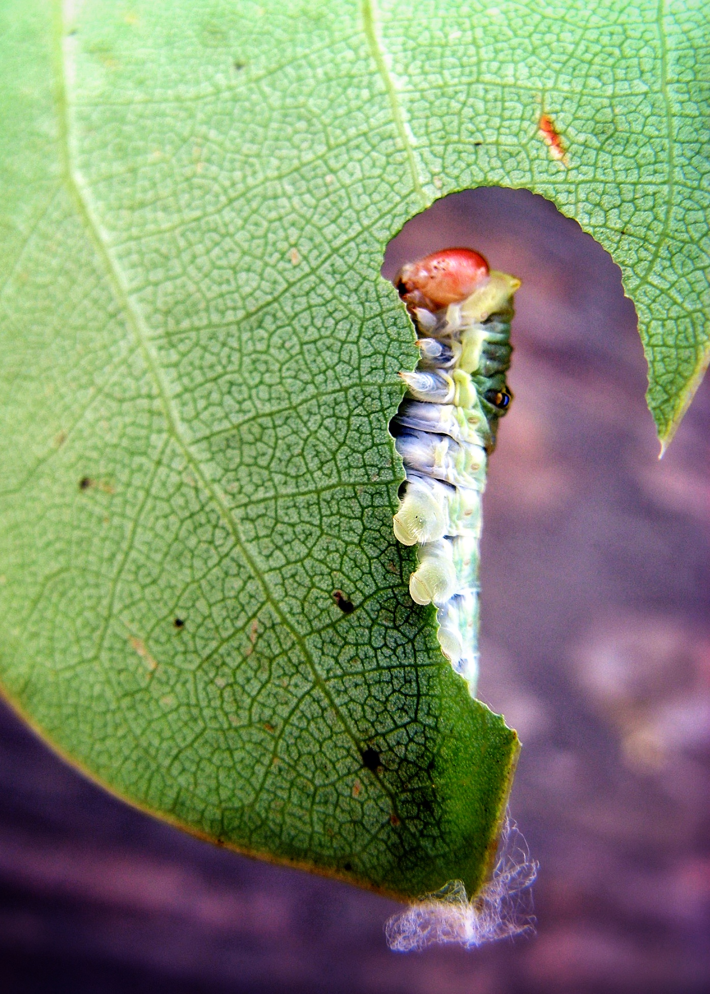 hungry caterpillar
