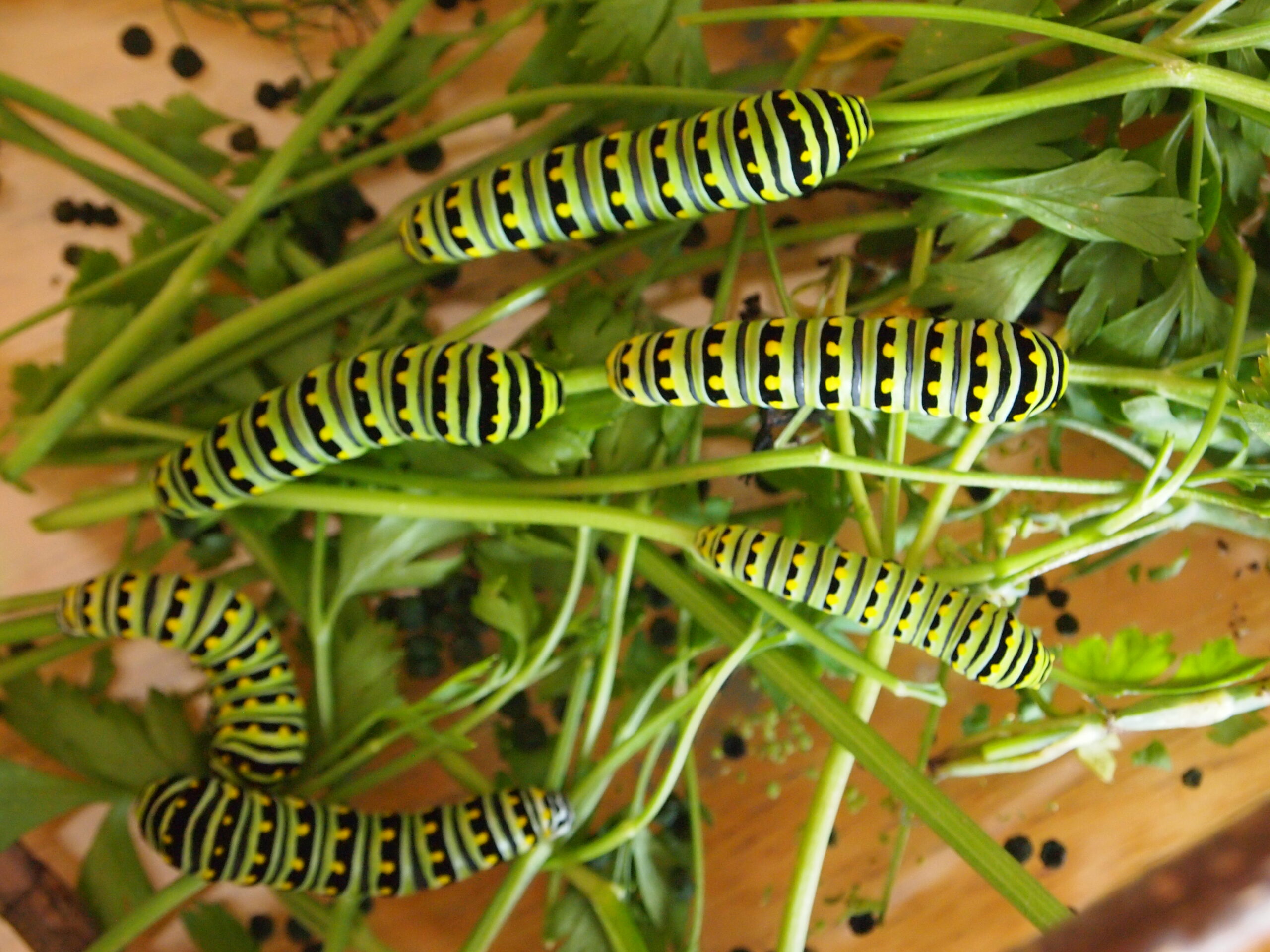 caterpillars